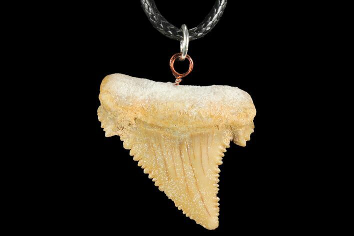 Fossil Shark (Palaeocarcharodon) Tooth Necklace -Morocco #110234